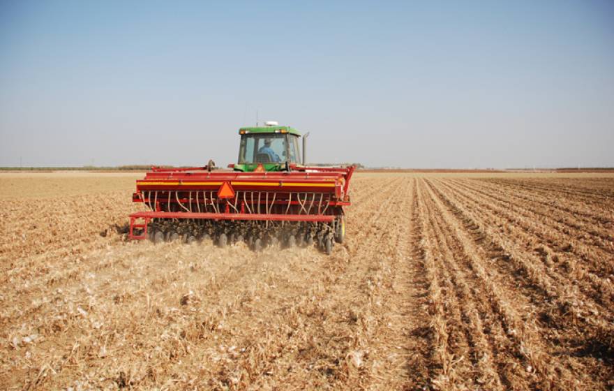 No-till cover crop seeding into cotton and tomato residues. 