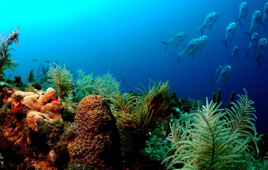 Fish swimming from a reef