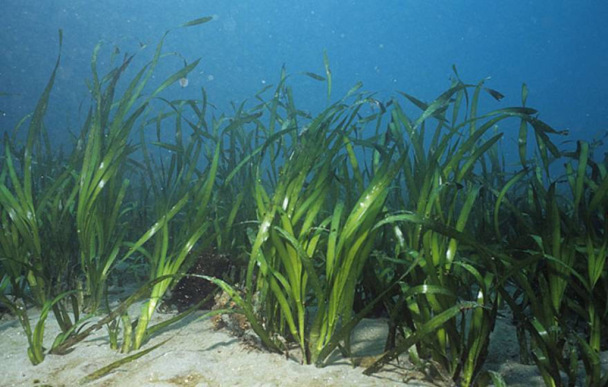 underwater eel grass