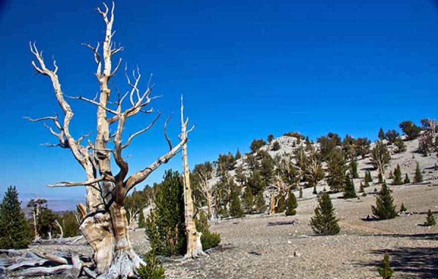 bristlecone pines