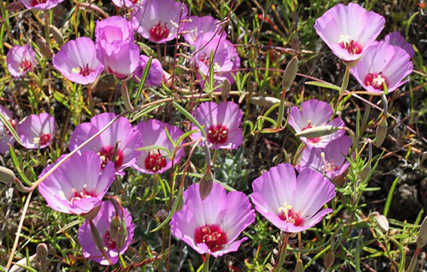 Tracy&#039;s clarkia