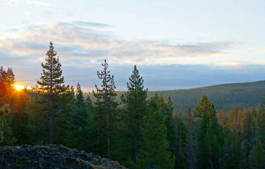 Sagehen natural reserve