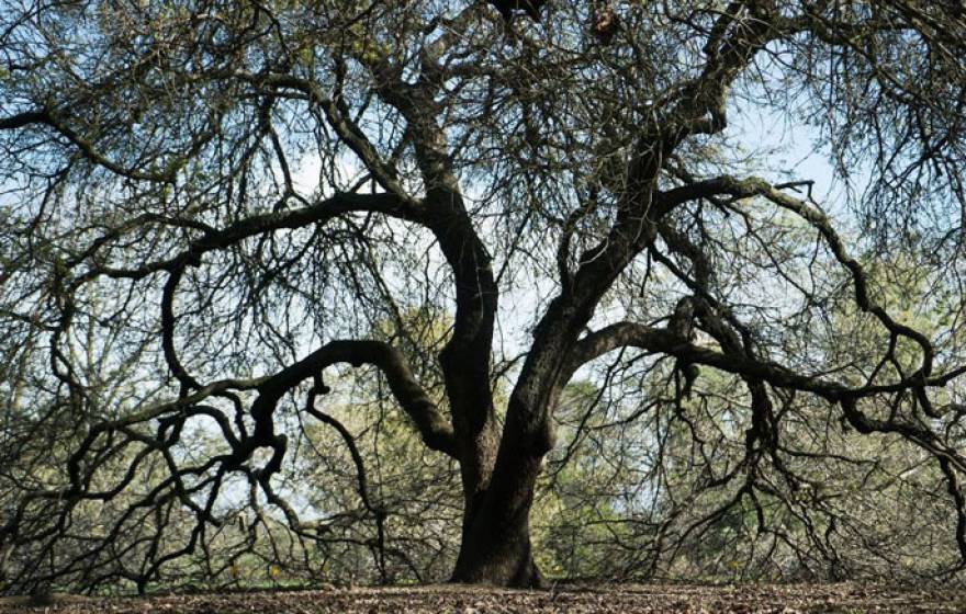 Oak tree UC Davis