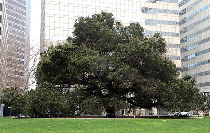 Oakland Oak