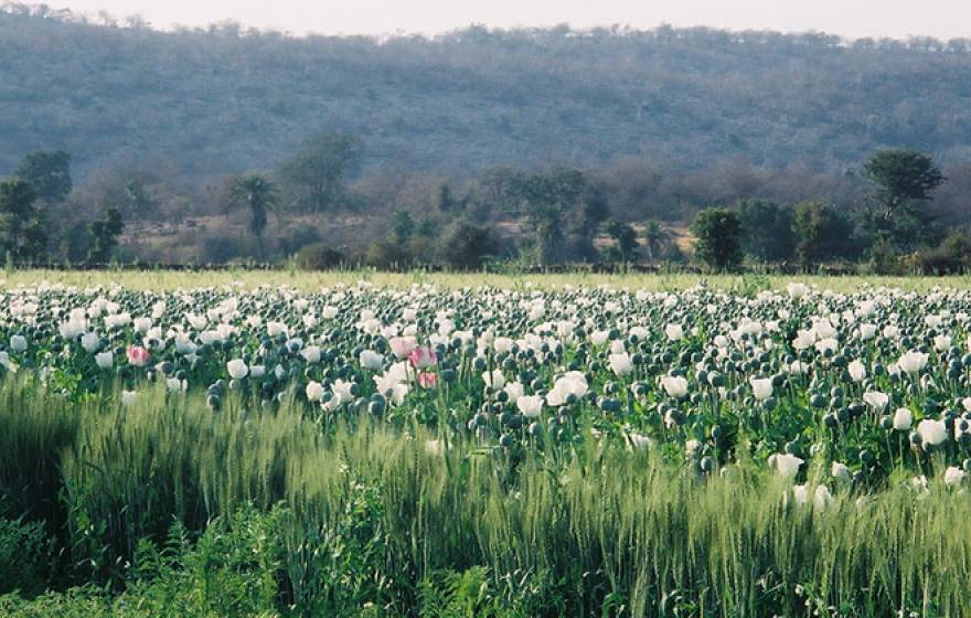 field of opium poppies