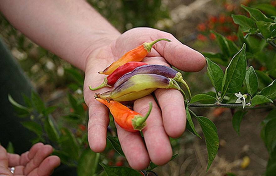 Breeding of diverse varieties like these peppers, bred at the Student Farm at UC Davis, is increasingly important for organic growers.