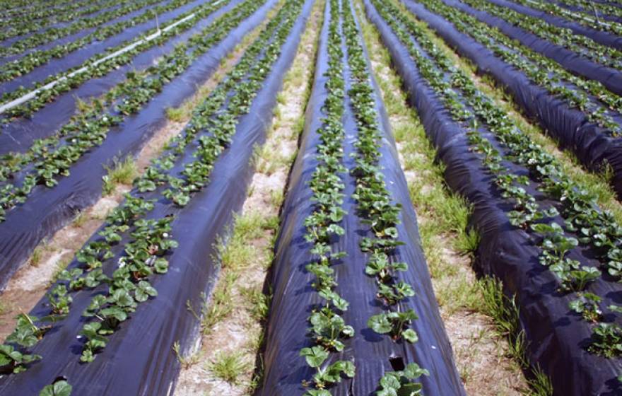 A field of crops