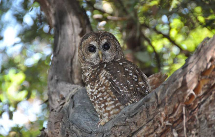 UC Davis owl