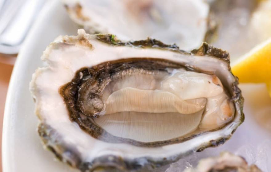 An open oyster
