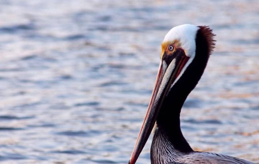 A brown pelican, sea behind it