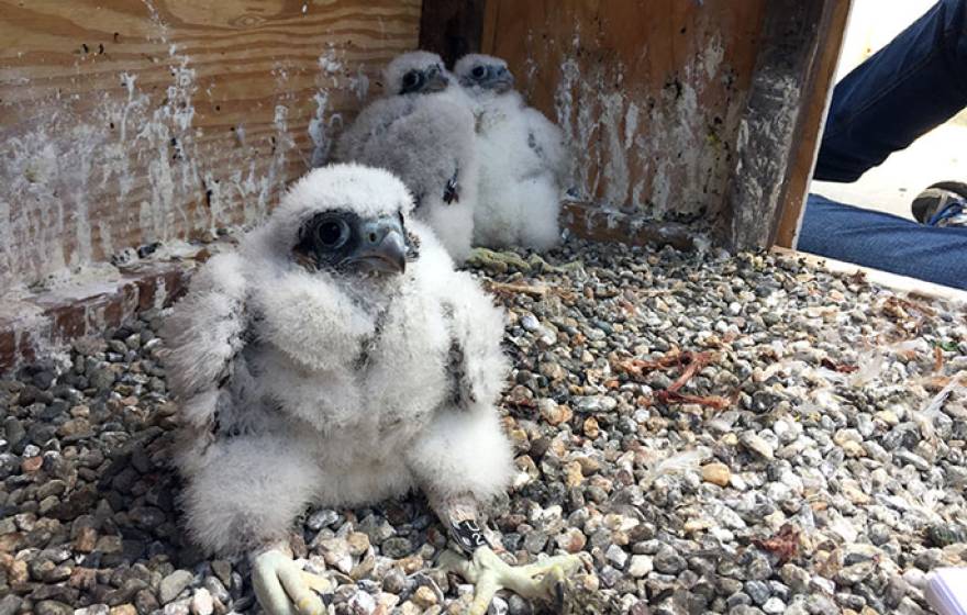 Peregrine chicks UC Berkeley