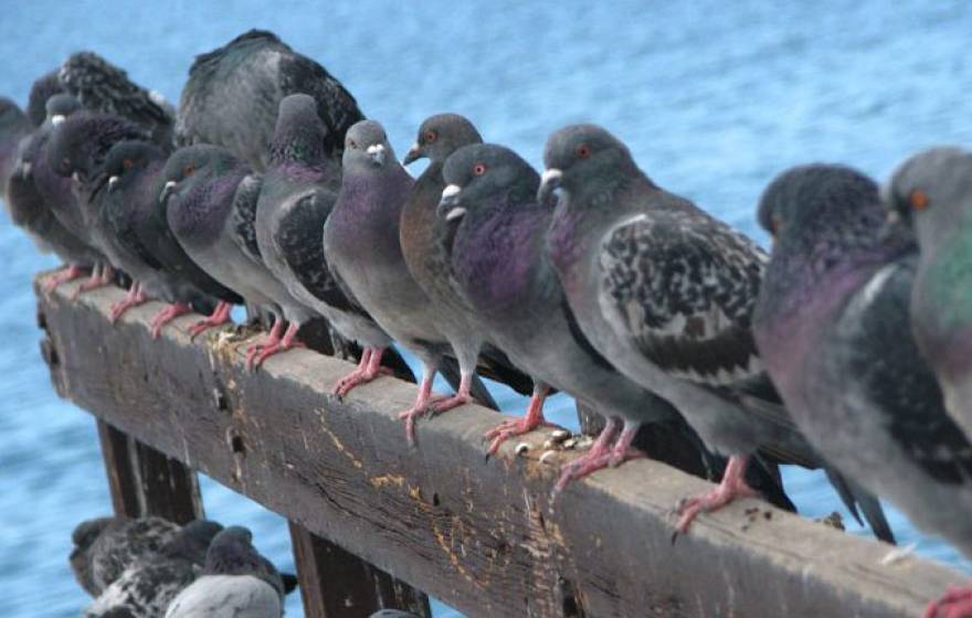 A row of pigeons on a plank