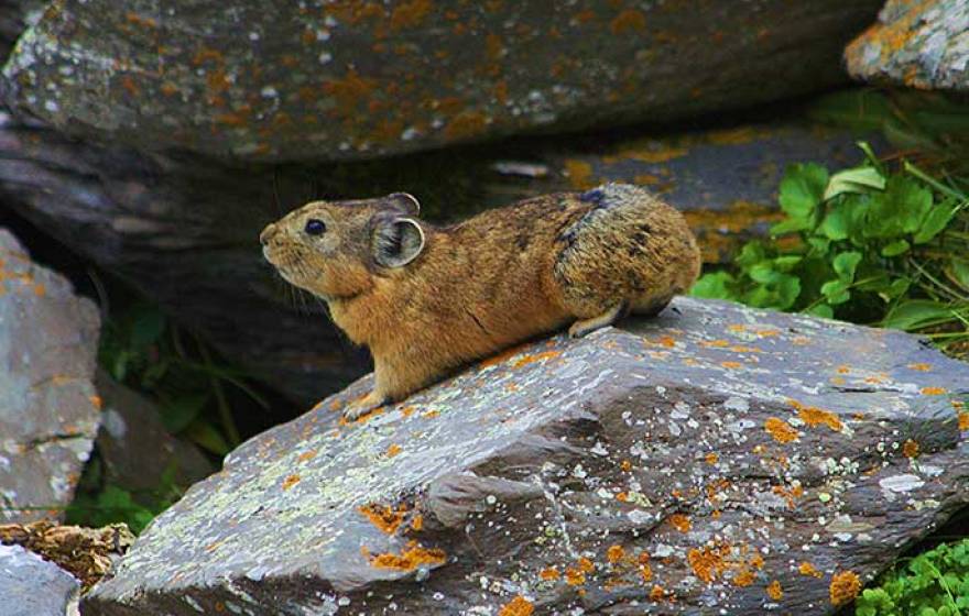 pika (via Wikimedia Commons)