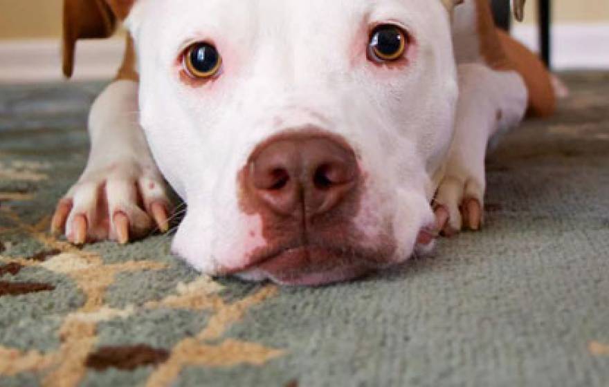 Pitbull staring cutely on a rug