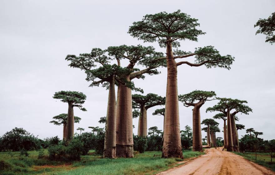 Tall trees in a clearing