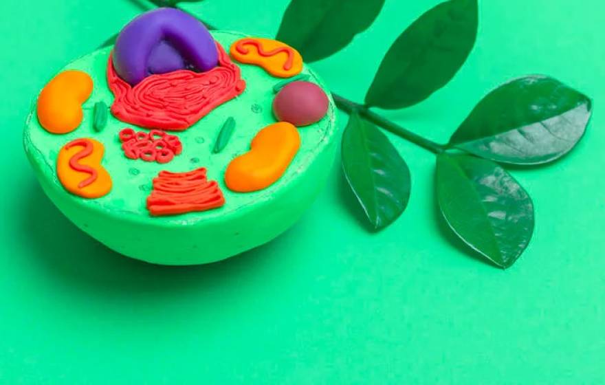 Bright green clay model of a cell showing organelles in contrasting colors, on a bright green background, with a sprig of leaves 