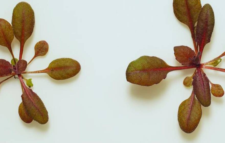 Two reddish plants