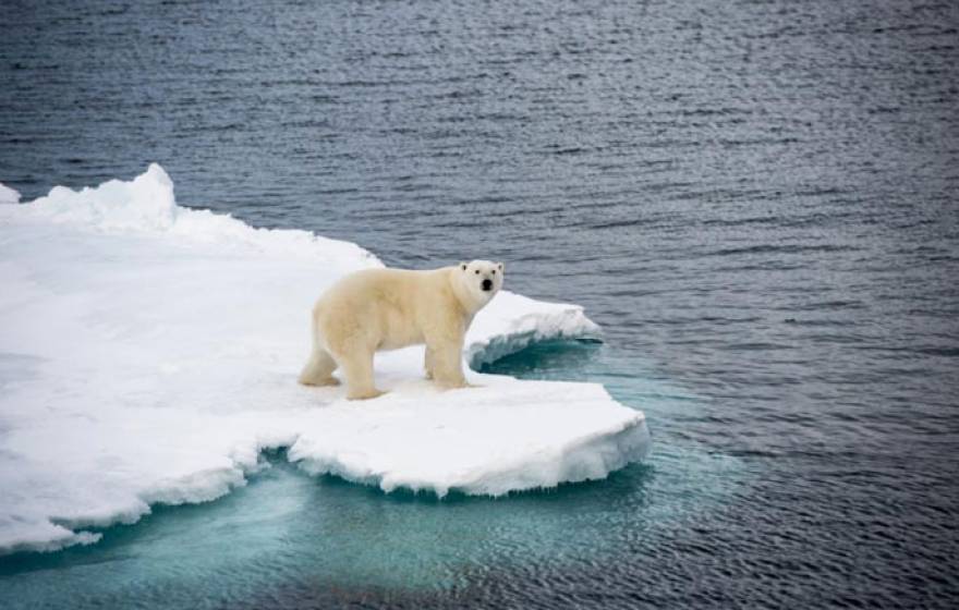 Polar bear ice UC Davis