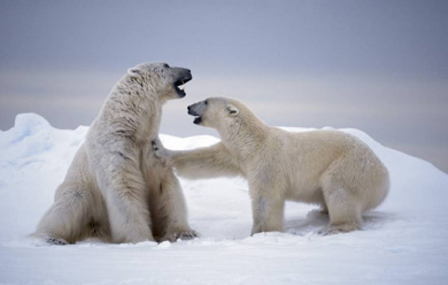 polar bears