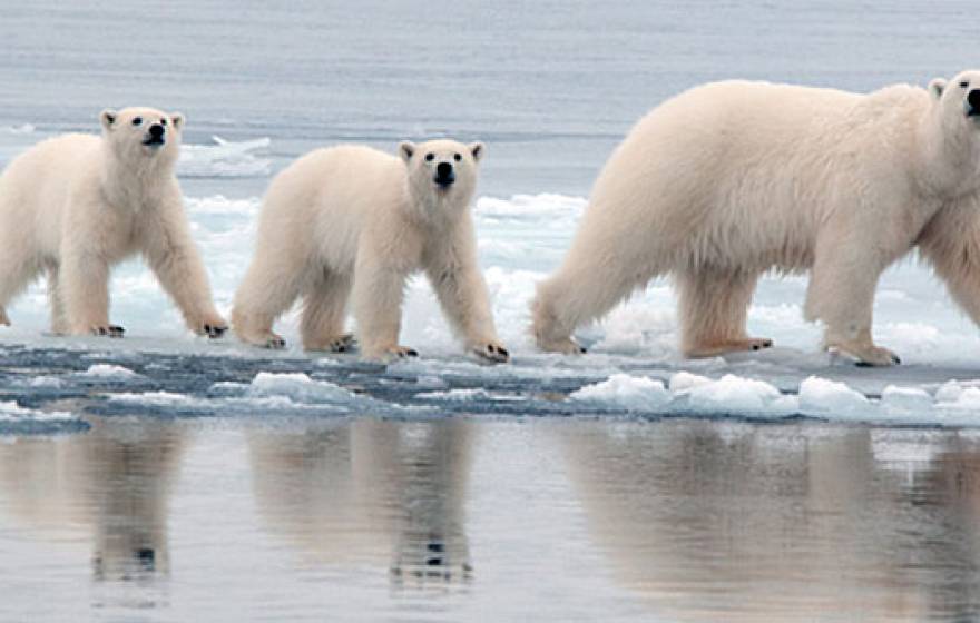 polar bears