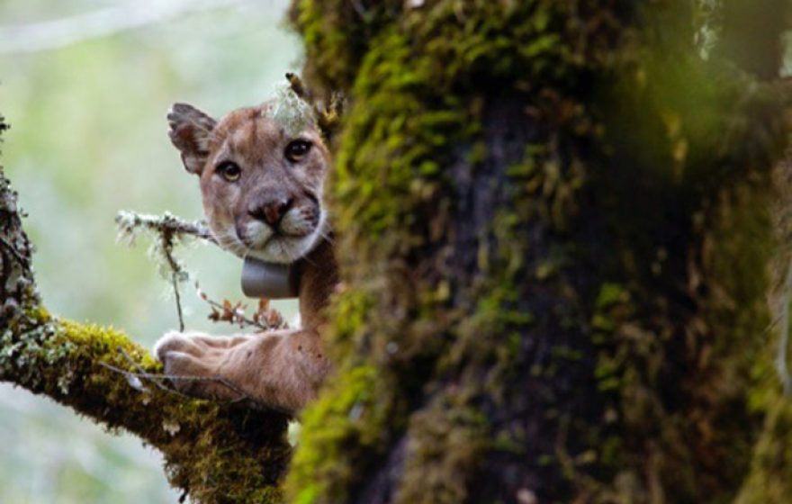 Puma tree tag