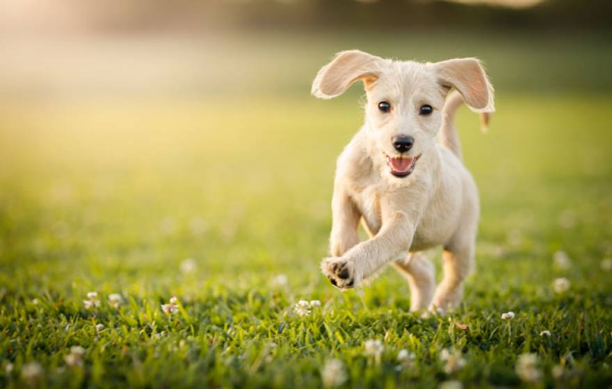 Puppy playing on a green lawn