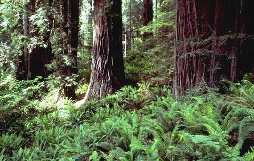 Redwood ferns