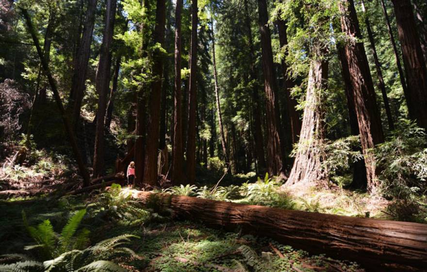 Redwoods global warming UC