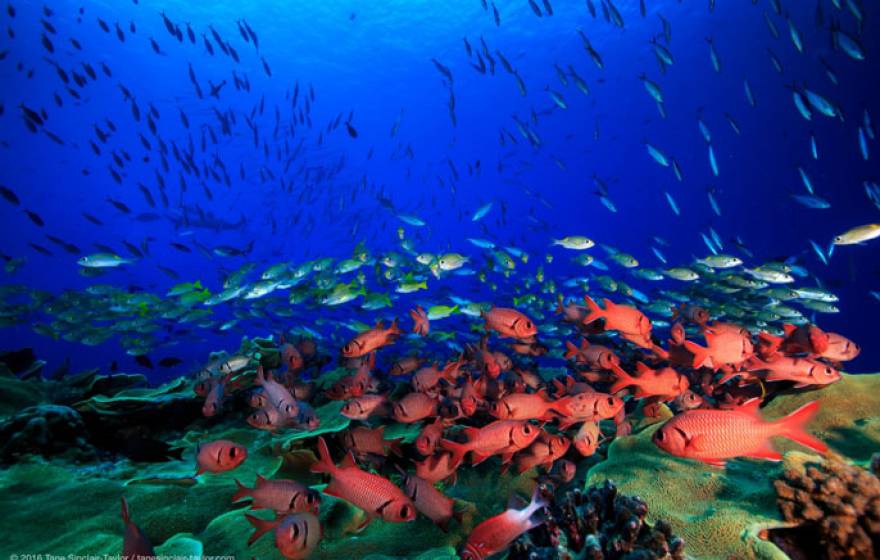 UC Santa Barbara reef underwater