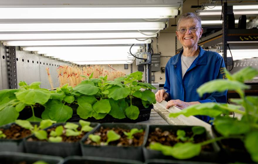 A scientist in a blue lab coat surrounded by green plant specimens