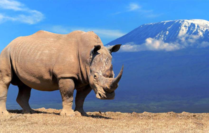 Rhino on a cliff with mountain background behind