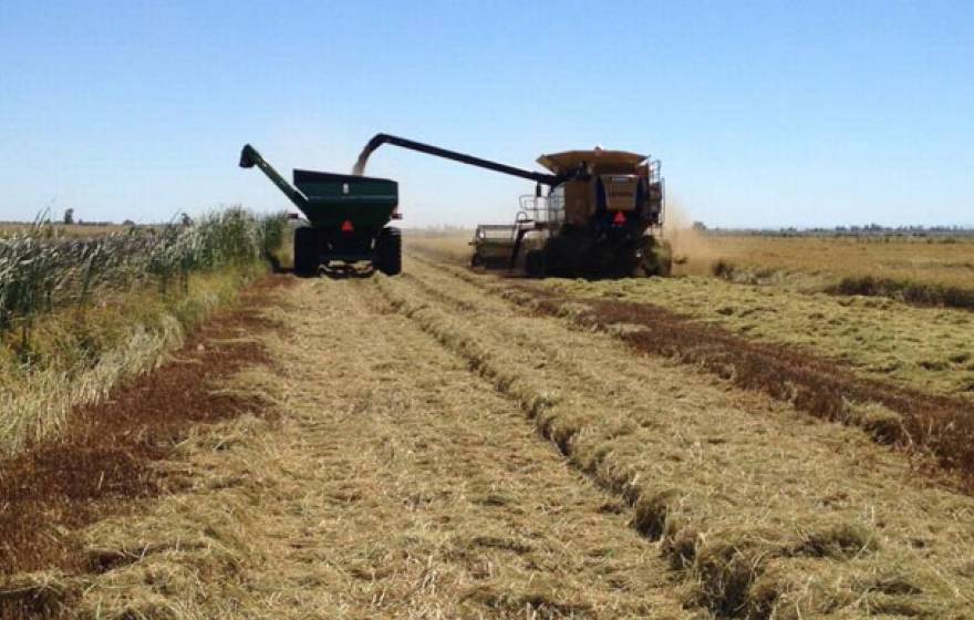 rice farm Sacramento Bee