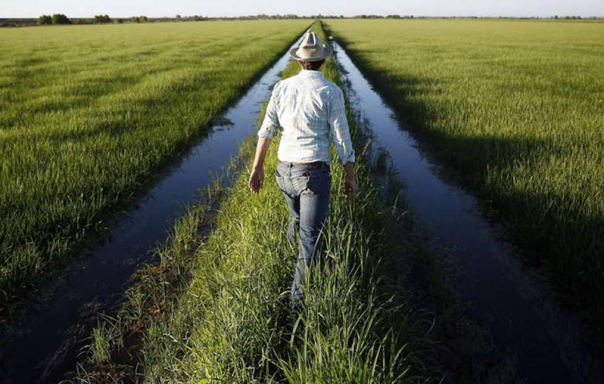 UC Davis rice fields trout science