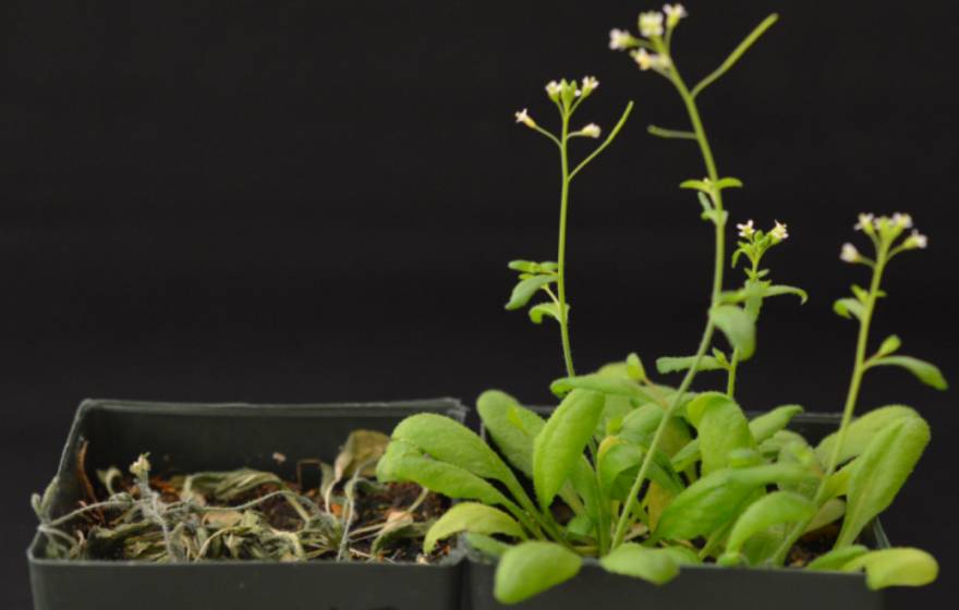 drought tolerant plant