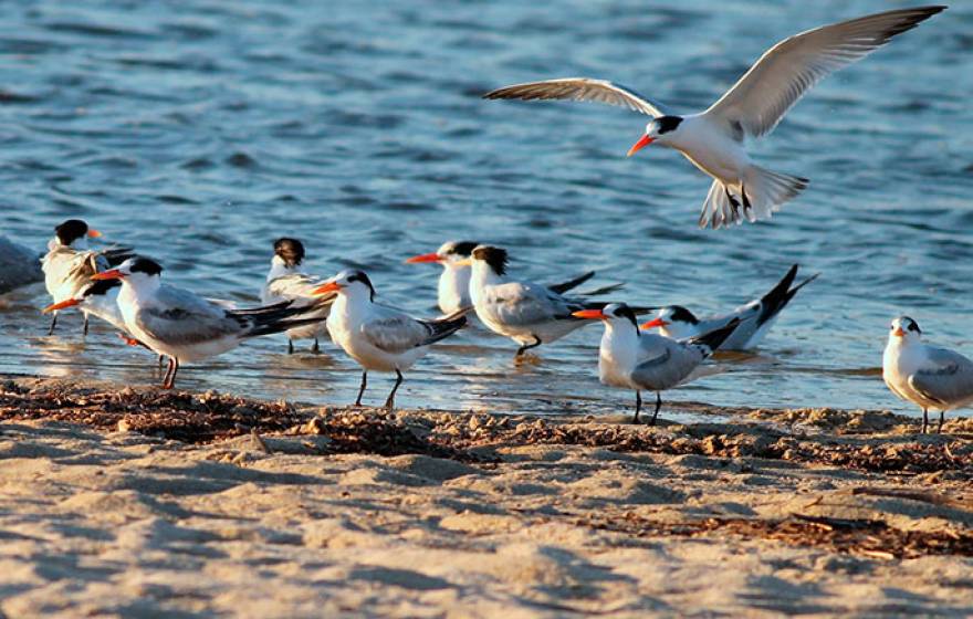 elegant terns on the beach