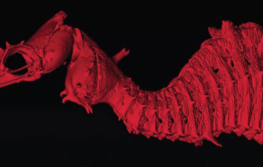 UC San Diego ruby seadragon