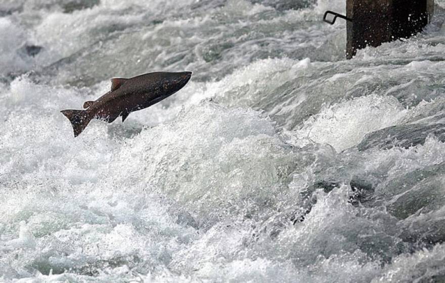 UC Davis salmon jump