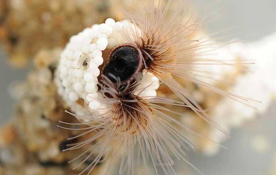 UC Santa Barbara sandcastle worm