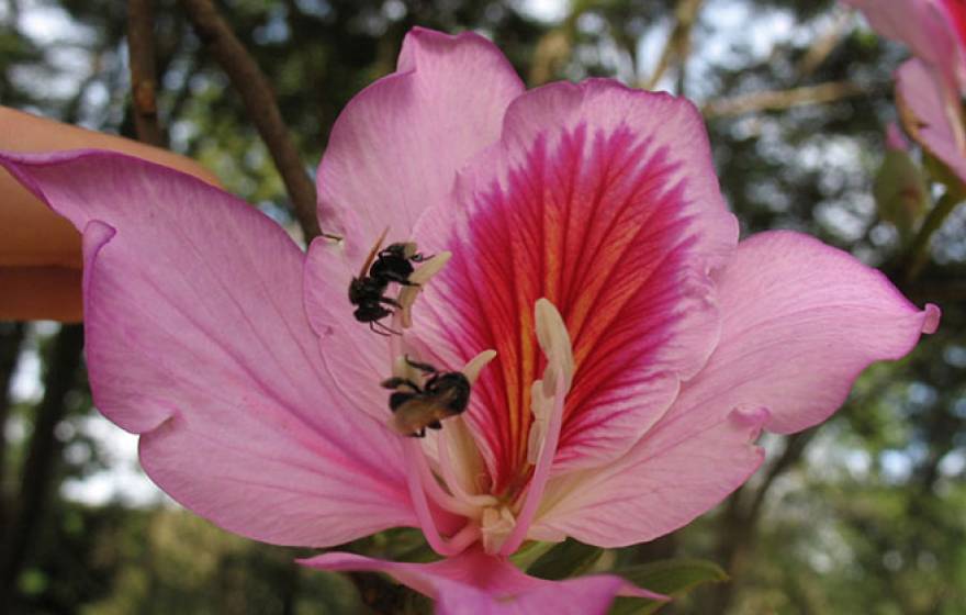 bees on flower