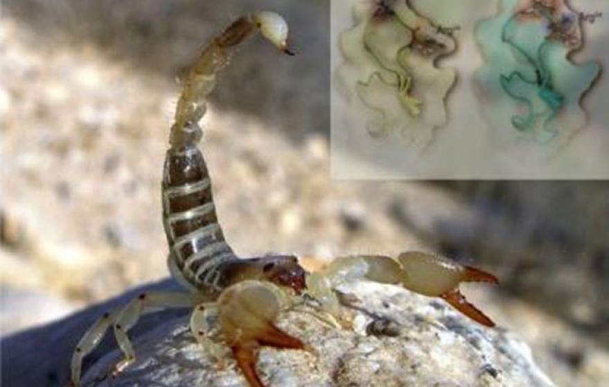 UC Davis scorpion