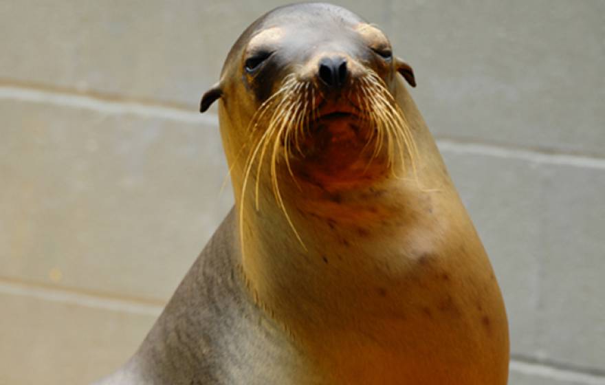 Sea lions exposed to algal toxin show impaired spatial memory