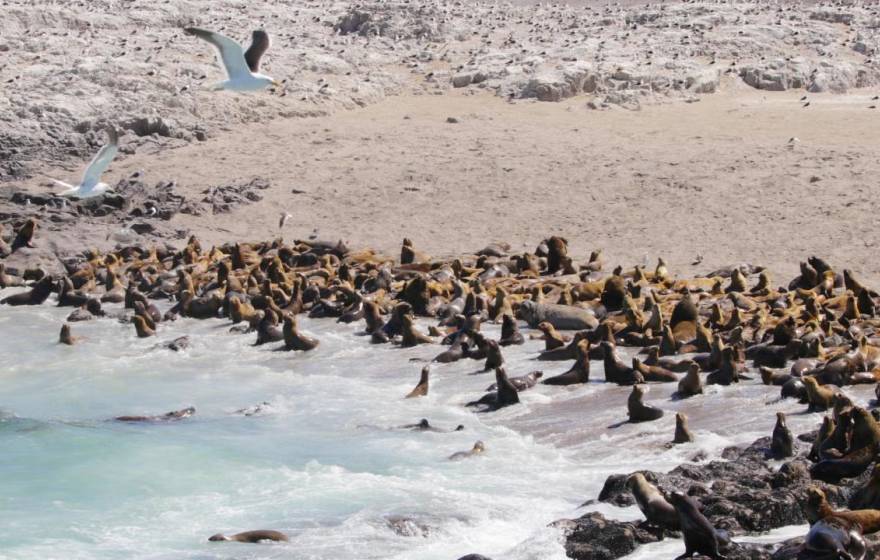 A beach with a number of sea lions and elephant seals on it and two gulls flying