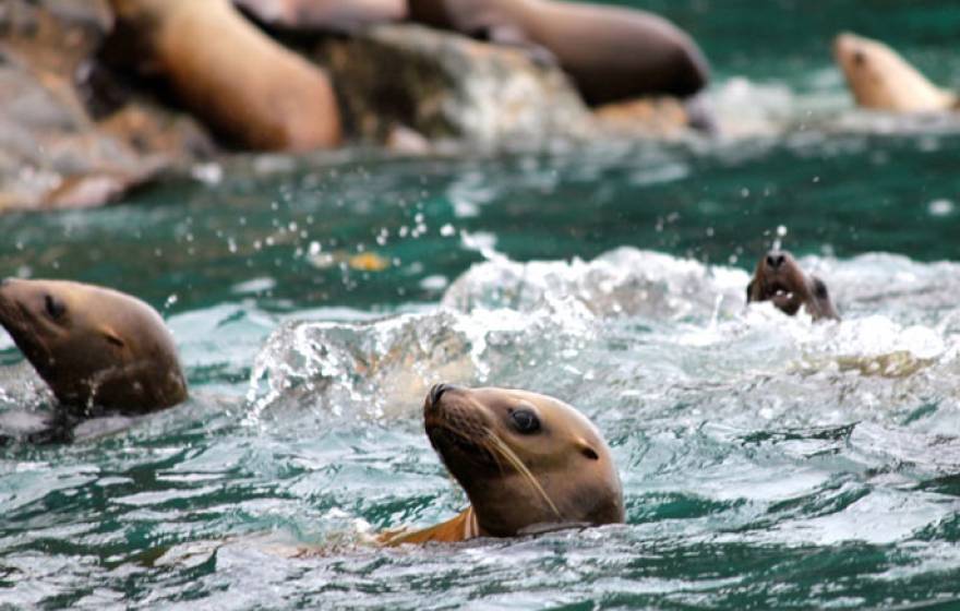 UC Santa Barbara sea lions