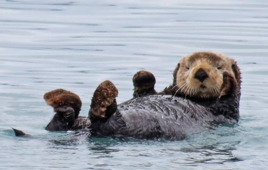 Sea otter laying on its back being adorable