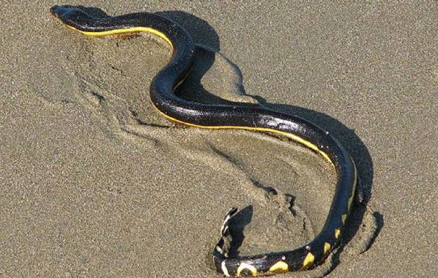 UCLA sea snakes