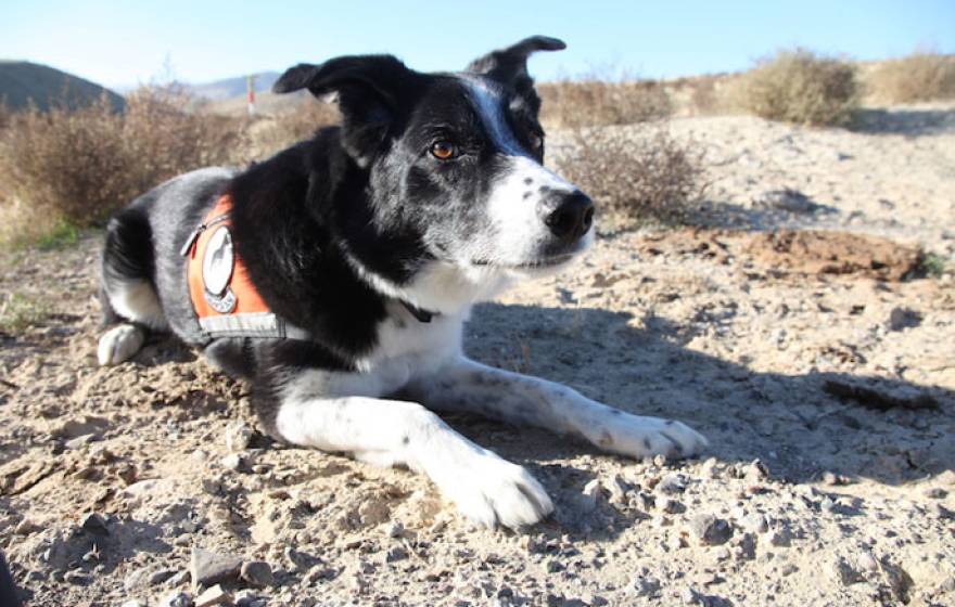 Seamus alerting to lizard scat