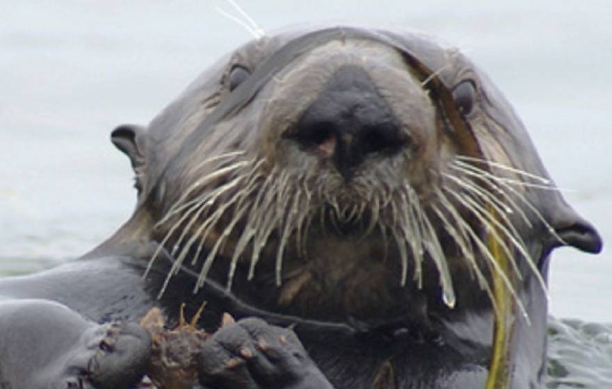 Sea otter holding a crab