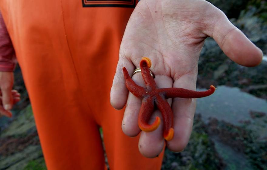 orange sea star