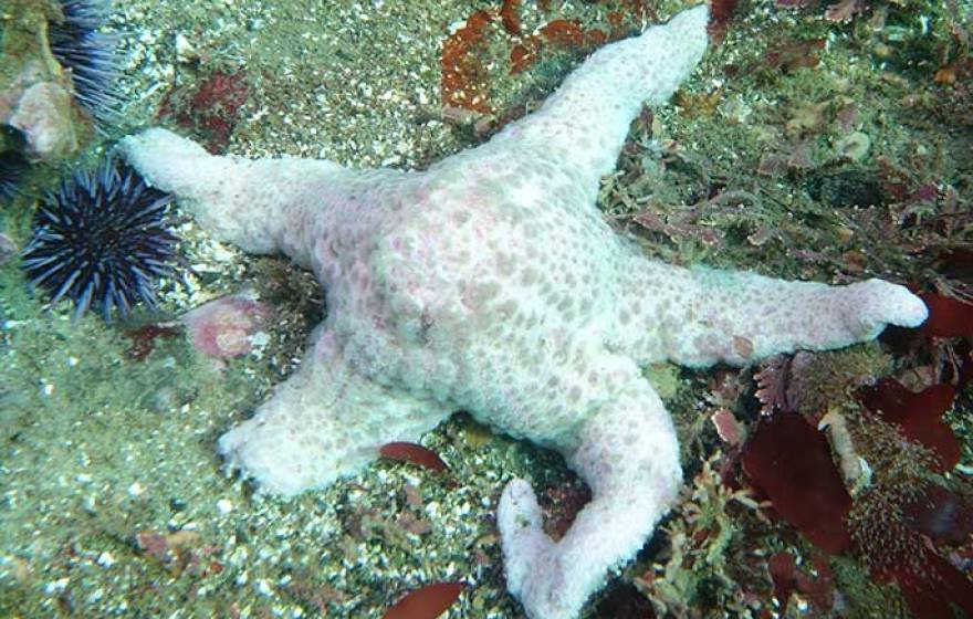 dying sea star - USGS photo