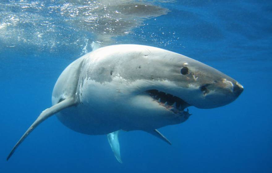 Great white shark in profile